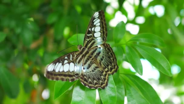 Schmetterling Auf Baum Blatt Grün Natur Hintergrund — Stockvideo