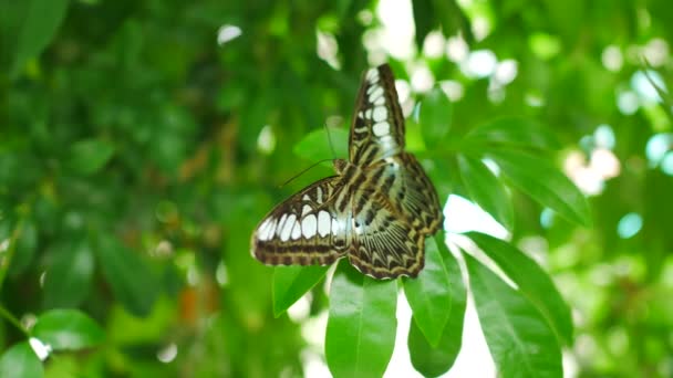 Kelebek Ağaç Yaprağı Yeşil Doğa Arka Plan Üzerinde — Stok video