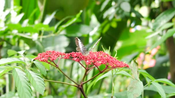 Mariposa Sobre Hoja Árbol Flor Verde Naturaleza Fondo — Vídeo de stock