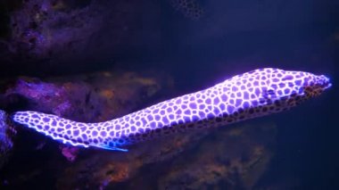 Akvaryumda deniz yılanbalıkları, akvaryum dekorasyonu. Akvaryumdaki Moray Yılanbalığı.