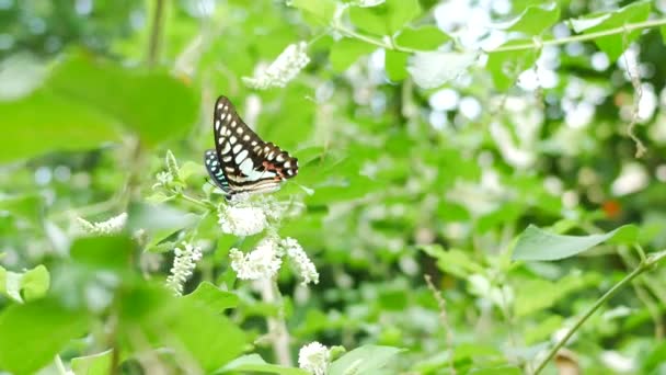 Vlinder Boom Blad Bloem Groene Natuur Achtergrond — Stockvideo