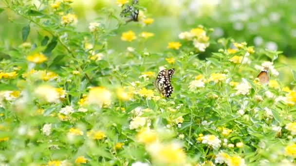 Vlinder Boom Blad Bloem Groene Natuur Achtergrond — Stockvideo