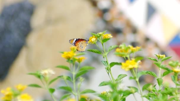 Mariposa Sobre Hoja Árbol Flor Verde Naturaleza Fondo — Vídeos de Stock