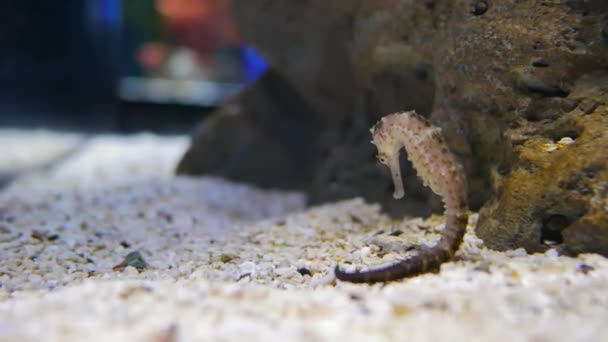 Caballo Mar Acuario Estos Caballitos Mar Viven Los Mares Cálidos — Vídeos de Stock