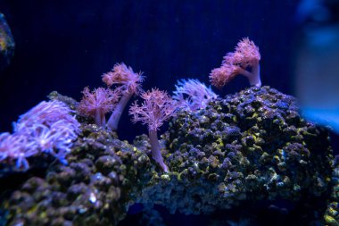 Balık ve mercan ile sualtı dünyasında güzel deniz çiçek.