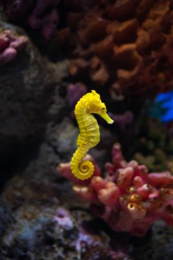 Sea horse in aquarium. These seahorses live in the warm seas aro clipart