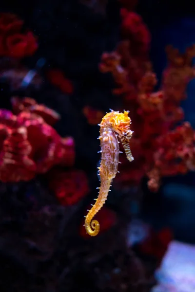 Sea horse in aquarium. These seahorses live in the warm seas aro — Stock Photo, Image