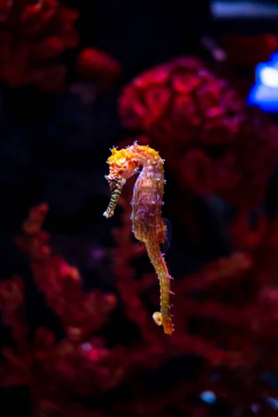 Hippocampe en aquarium. Ces hippocampes vivent dans les mers chaudes aro — Photo