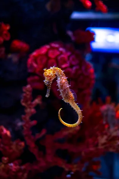 Sea horse in aquarium. These seahorses live in the warm seas aro