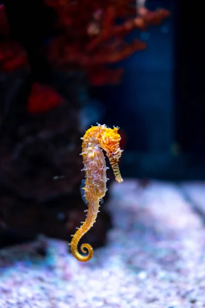 Hippocampe en aquarium. Ces hippocampes vivent dans les mers chaudes aro — Photo