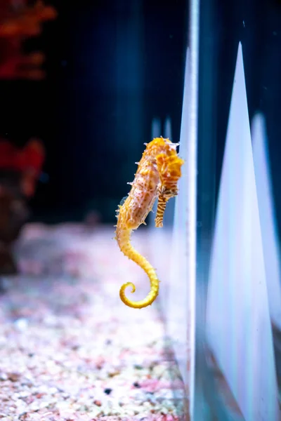 Hippocampe en aquarium. Ces hippocampes vivent dans les mers chaudes aro — Photo