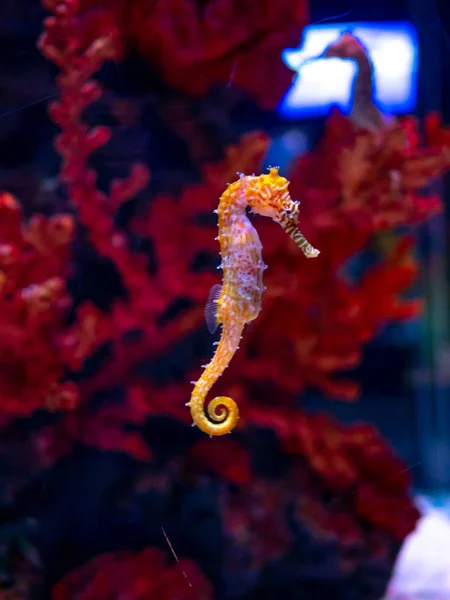 Cavalluccio marino in acquario. Questi cavallucci marini vivono nei mari caldi aro — Foto Stock