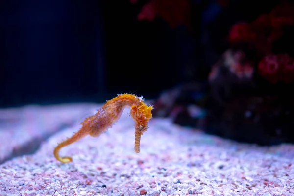 Caballo de mar en acuario. Estos caballitos de mar viven en los mares cálidos aro —  Fotos de Stock