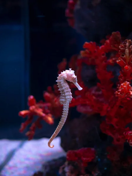 Sea horse in aquarium. These seahorses live in the warm seas aro — Stock Photo, Image