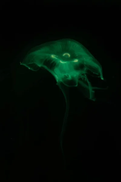 Close-up Jellyfish, Medusa in fish tank with neon light. Jellyfi — Stock Photo, Image