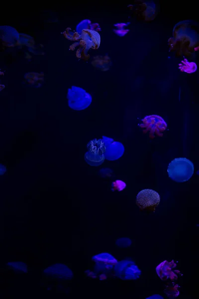 Nahaufnahme-Quallen, Medusa im Fischbecken mit Neonlicht. Quallen — Stockfoto