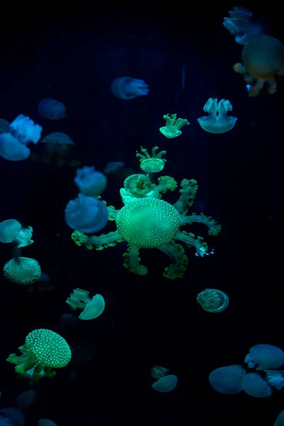 Jellyfish primer plano, Medusa en pecera con luz de neón. Jellyfi. — Foto de Stock