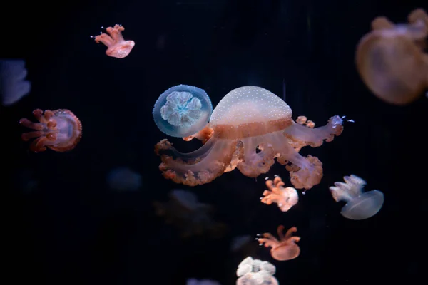Close-up Jellyfish, Medusa in fish tank with neon light. Jellyfi — Stock Photo, Image