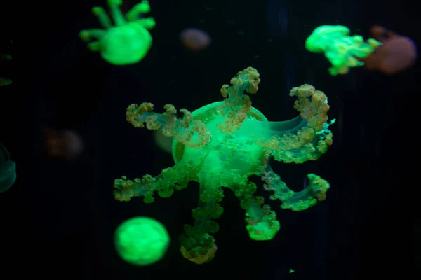 Close-up Jellyfish, Medusa in fish tank with neon light. Jellyfi — Stock Photo, Image