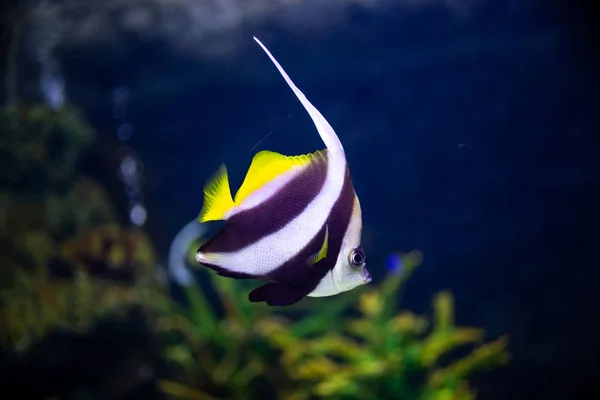 Belo peixe no aquário em decoração de plantas aquáticas — Fotografia de Stock