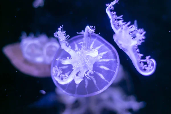 Nahaufnahme-Quallen, Medusa im Fischbecken mit Neonlicht. Quallen — Stockfoto