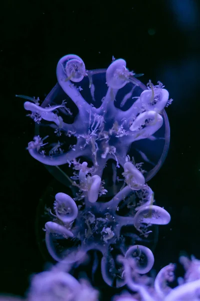 Jellyfish close-up, Medusa em tanque de peixe com luz de néon. Jellyfi. — Fotografia de Stock