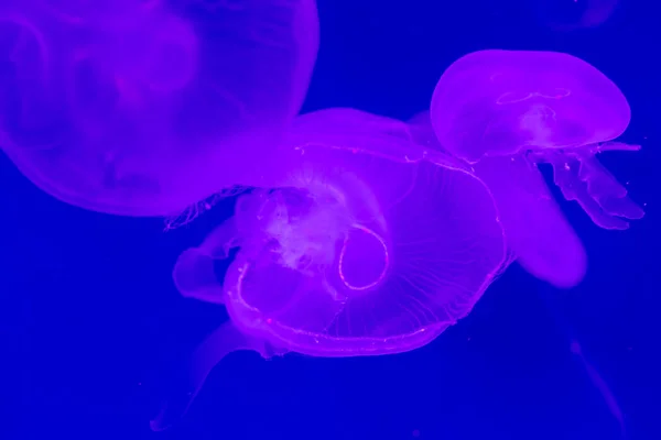 Yakın çekim denizanası, Medusa fish tank neon ışık ile. Jellyfi — Stok fotoğraf