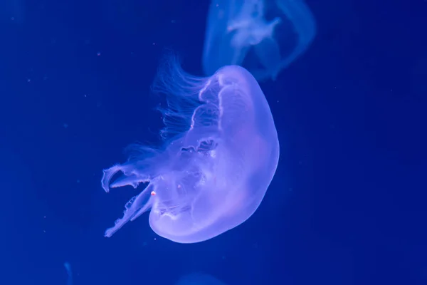 特写水母, 美杜莎在鱼缸与霓虹灯。耶利菲 — 图库照片