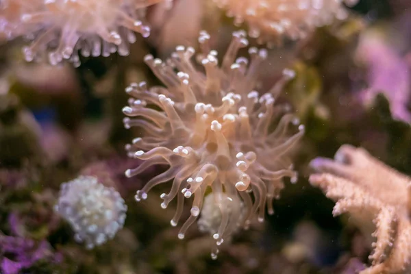 Beautiful sea flower in underwater world with corals  and fish.