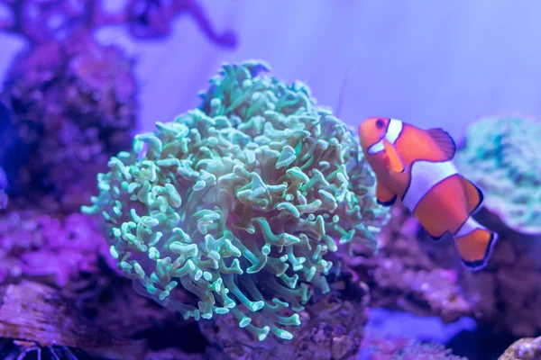 Beautiful sea flower in underwater world with corals  and fish.