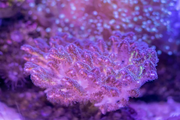 Balık ve mercan ile sualtı dünyasında güzel deniz çiçek. 
