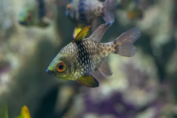 Κλείστε όμορφα ψάρια στο ενυδρείο για τη διακόσμηση των υδρόβιων — Φωτογραφία Αρχείου