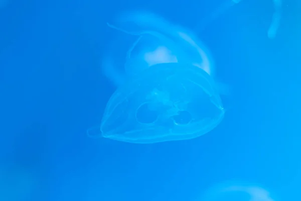 Медуза крупным планом, Медуза в аквариуме с неоновым светом. Джеллифи — стоковое фото