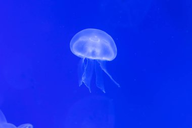 Yakın çekim denizanası, Medusa fish tank neon ışık ile. Jellyfi