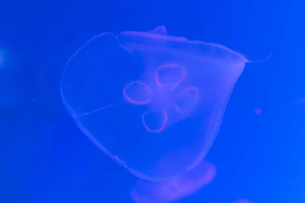 Gros plan Méduses, Méduse dans un aquarium au néon. Jellyfi — Photo