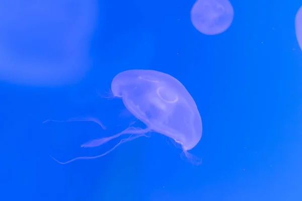 Medusa, Medusa in acquario con luce al neon. Jellyfi — Foto Stock