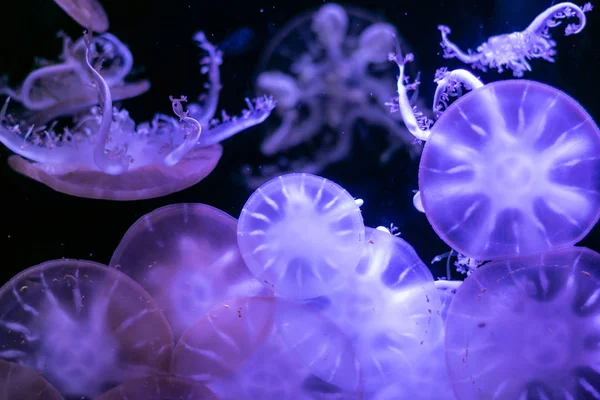 Jellyfish primer plano, Medusa en pecera con luz de neón. Jellyfi. — Foto de Stock