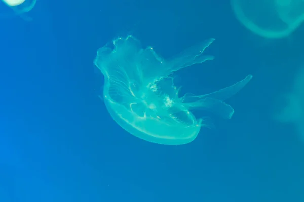 Medusa, Medusa in acquario con luce al neon. Jellyfi — Foto Stock