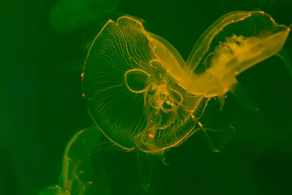 Närbild maneter, Medusa i fisk tank med neonljus. Jellyfi — Stockfoto