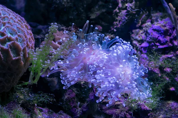 Bellissimo fiore di mare nel mondo sottomarino con coralli e pesci . — Foto Stock