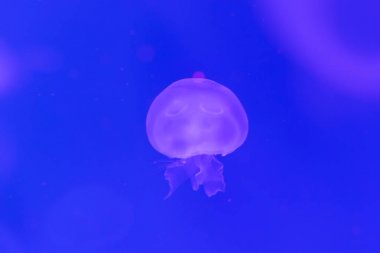 Yakın çekim denizanası, Medusa fish tank neon ışık ile. Jellyfi