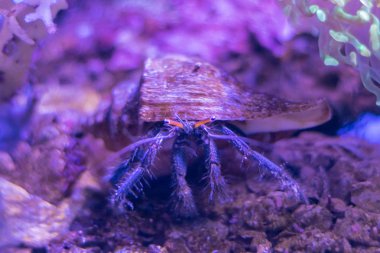 Balık ve mercan ile sualtı dünyasında güzel deniz çiçek. 