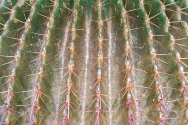 Öğle yemeğinde kaktüs çiçekleri. C Dikenleri üzerinde seçici odak