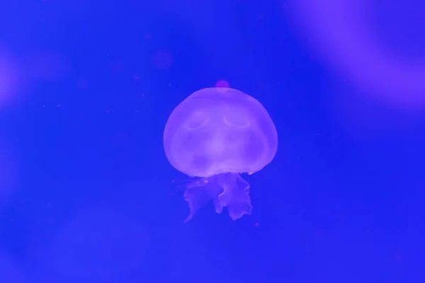 Närbild maneter, Medusa i fisk tank med neonljus. Jellyfi — Stockfoto