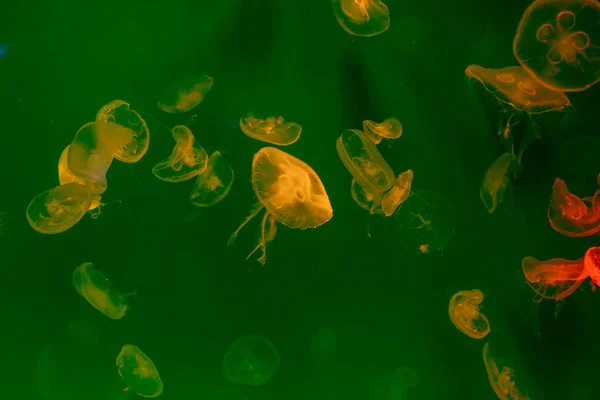 Close-up Jellyfish, Medusa in fish tank with neon light. Jellyfi
