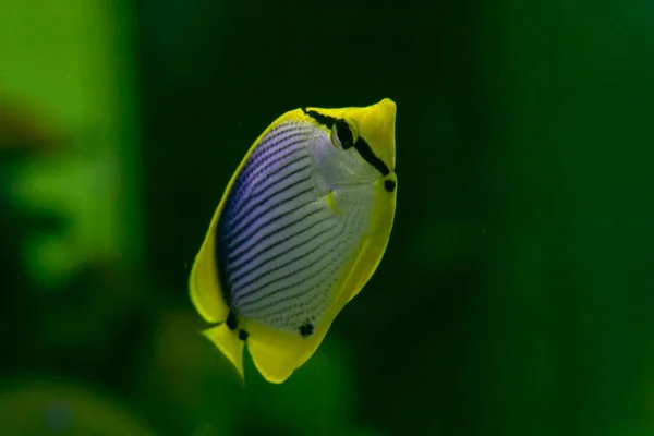 Gros plan beau poisson dans l'aquarium sur la décoration des aquatiques — Photo