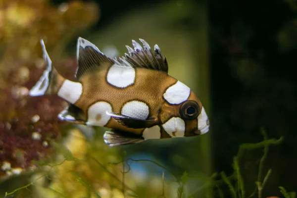 Close up beautiful fish in the aquarium on decoration of aquatic