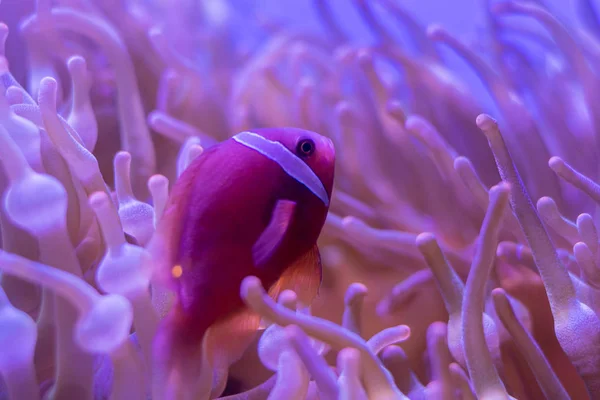 Beautiful sea flower in underwater world with corals  and fish.