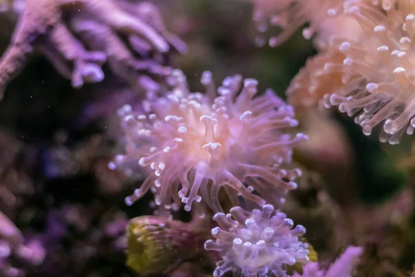 Beautiful sea flower in underwater world with corals  and fish.