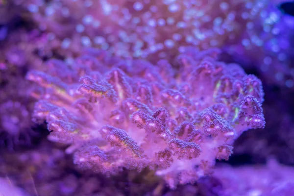 Beautiful sea flower in underwater world with corals  and fish.